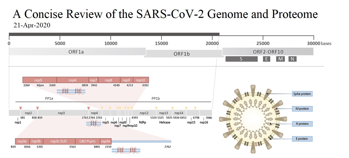 SARS-CoV-2のGenome&Proteome