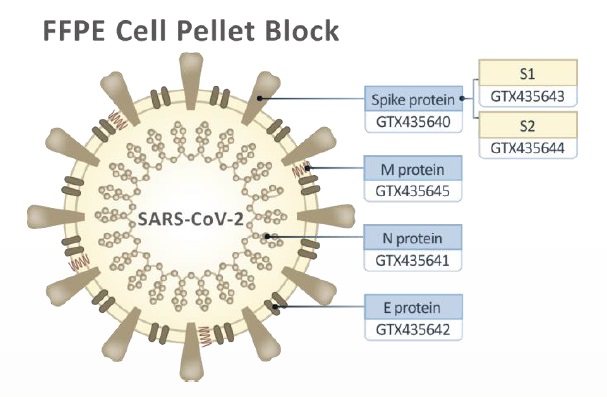 SARS-CoV-2 Protein FFPE Cell Pellet Blockの種類
