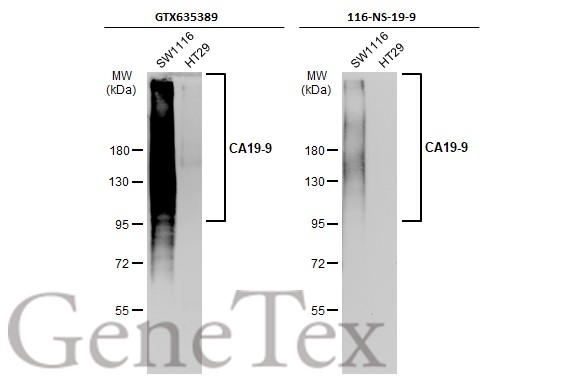 抗CA19-9マウスモノクローナル抗体 [クローン：GT933]のウエスタンブロット