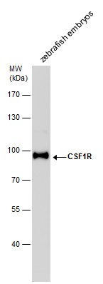 Anti-Csf1r antibody（#GTX128677）