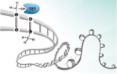 DNA脱メチル化関連タンパク質TET1に対する抗体 抗TET1抗体