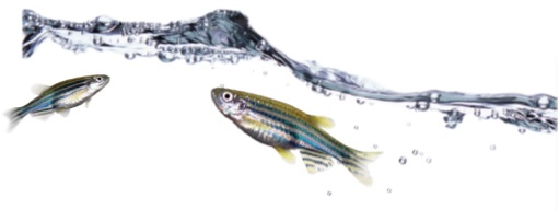 モデル生物ゼブラフィッシュ(zebrafish、Danio rerio)について