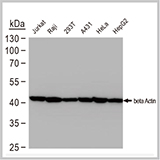 β-Actin antibody