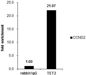 DNA脱メチル化関連タンパク質TETに対する抗体 抗TET抗体