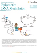 DNAメチル化・脱メチル化関連ミニカタログ