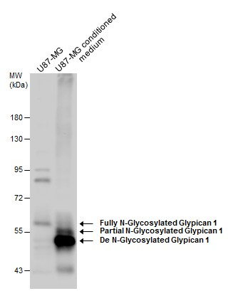 Glypican-1抗体Western blot