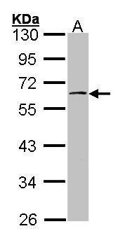 mTOR経路　シグナル伝達　研究用抗体使用例6