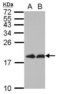 mTOR経路　シグナル伝達　研究用抗体使用例7