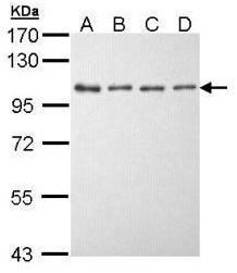 mTOR経路　シグナル伝達　研究用抗体使用例8
