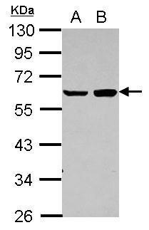 mTOR経路　シグナル伝達　研究用抗体使用例9