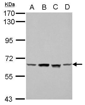 mTOR経路　シグナル伝達　研究用抗体使用例11