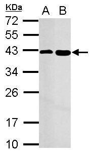 mTOR経路　シグナル伝達　研究用抗体使用例1