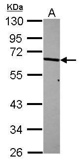 mTOR経路　シグナル伝達　研究用抗体使用例4