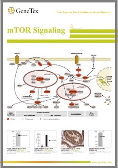 代謝・細胞増殖・オートファジー研究に有用なmTOR経路　研究用抗体フライヤー