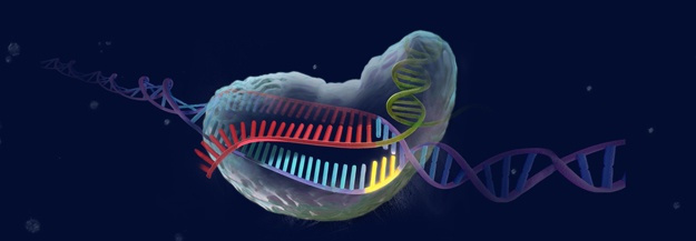 CRISPR Cas9 Image
