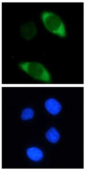 抗Cas9抗体 免疫蛍光染色 HeLa細胞
