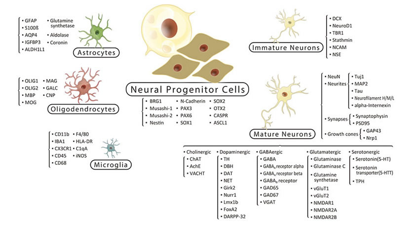 神経幹細胞（NSC、Neural stem cells）マーカー