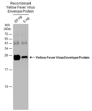 #GTX134024(抗黄熱ウイルスエンベロープタンパク質抗体)を用いた、ウエスタンブロット像。
