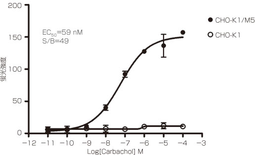 濃度依存的な細胞内カルシウム動員の比較