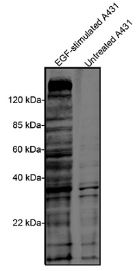 抗Phosphotyrosine抗体（#A01817-100、クローン：5E10）を用いたウェスタンブロット