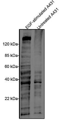 抗Phosphotyrosine抗体（#A01818-100、クローン：18E10）を用いたウェスタンブロット