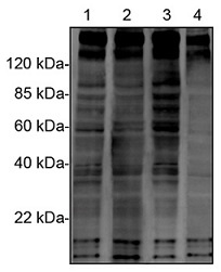 抗Phosphotyrosine抗体（#A01819-100）を用いたウェスタンブロット