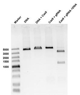 GenCrispr Cas9/Cas9-C-NLS Nucleaseの使用例2