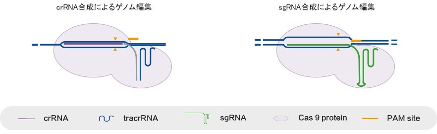 Cas9とcrRNAまたはsgRNAによるゲノム編集イメージ