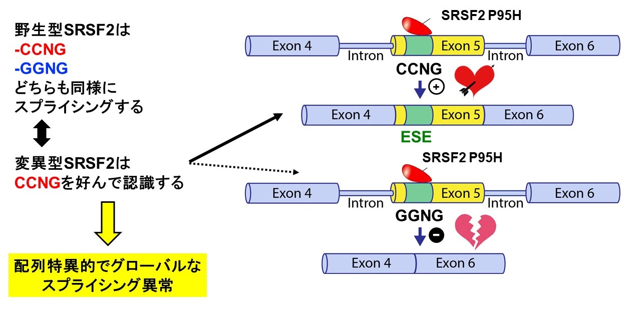 変異型SRSF2によるミススプライシング