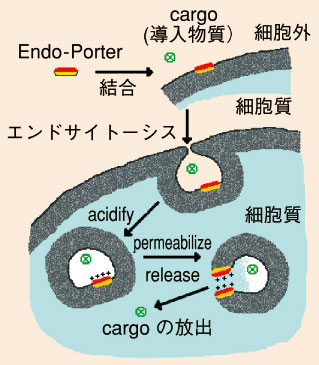 Endo-Porterによる導入機構