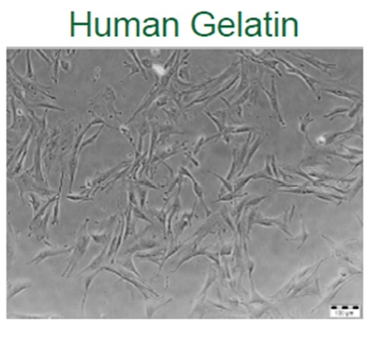 ヒト間葉幹細胞の培養の画像