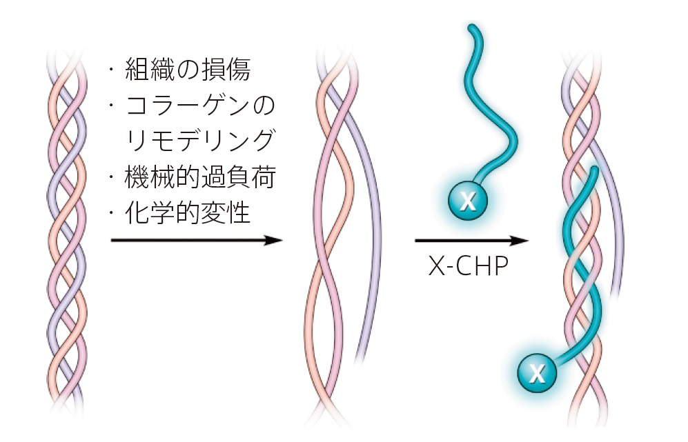 CHP（Collagen Hybridizing Peptide）の検出原理