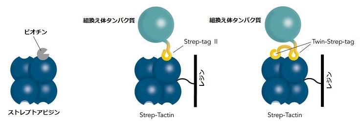 Strep-tagⅡの構造