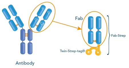 Fab-Strepsの構造