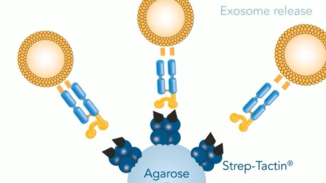 Fab-Strepとエクソソームの結合
