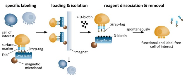 各種CD抗原を発現するT細胞を選択的に分離するキット Fab Streptamer Magnetic T Cell Isolation Kit