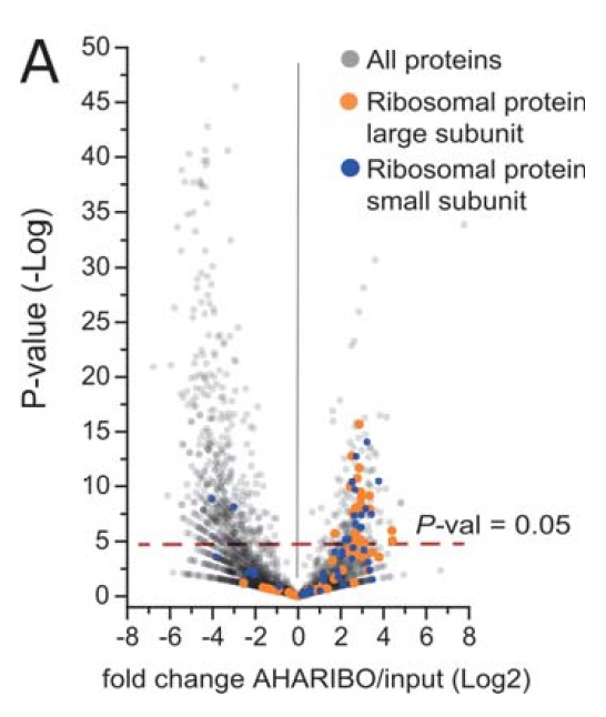 AHARIBO-Ribosomal-Protein-Analysis