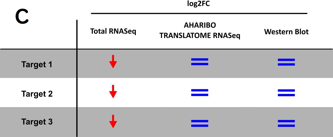 AHARIBO Translatome RNAseqの高い再現性