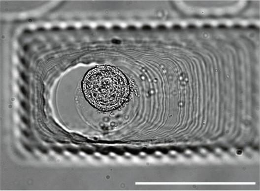 ヒトiPS細胞のイメージング像