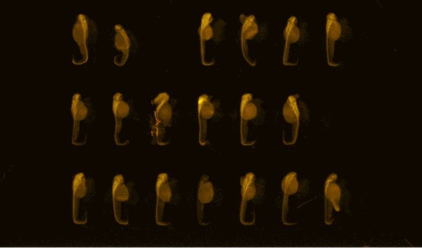 ゼブラフィッシュ胚のイメージング像