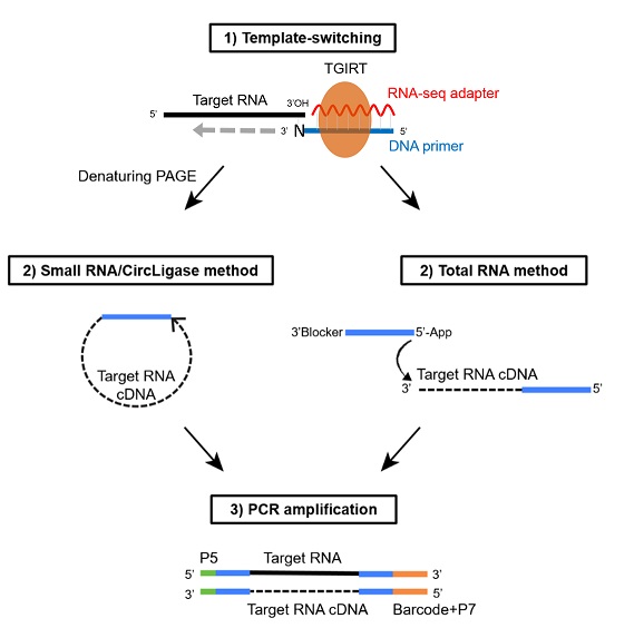 TGIRT Template-Switching RNA-seq Kit