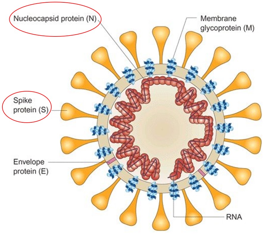 新型コロナウイルス（SARS-CoV-2）の模式図
