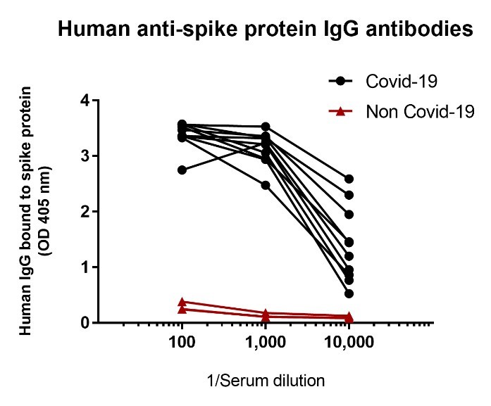 COVID-19患者の血清試料を用いた完全長Spike ProteinのヒトIgG抗体への結合