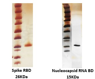 SARS-CoV-2 Spike RBDおよびSARS-CoV-2 Nucleocapsid RBDのSDS-PAGE像