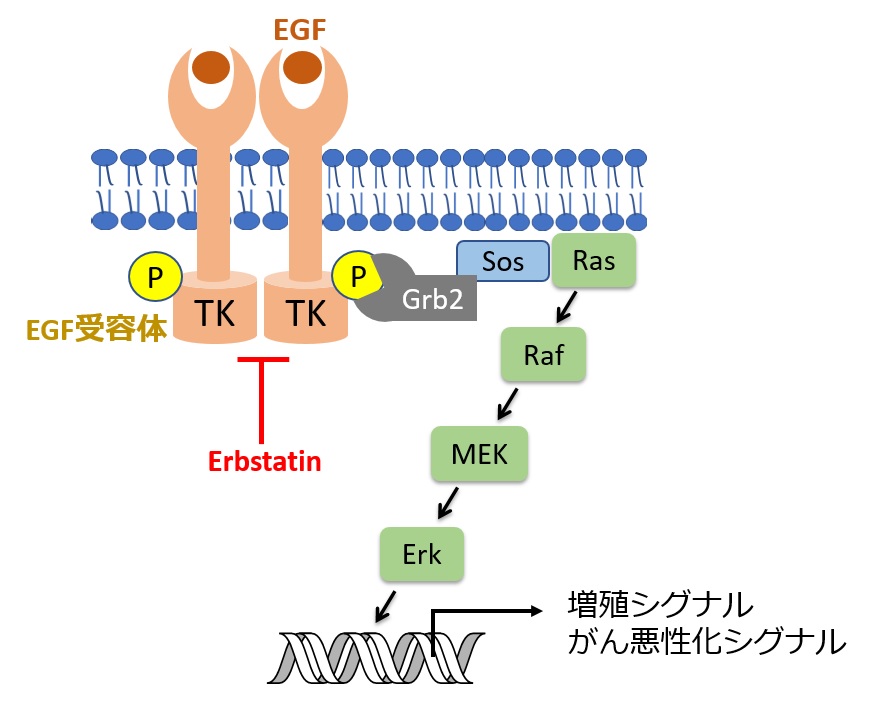 Erbstatinのチロシンキナーゼ阻害活性のメカニズム