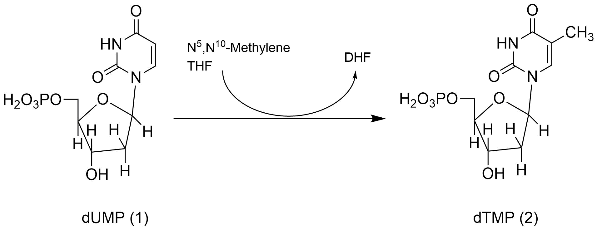 チミジル酸合成酵素の反応