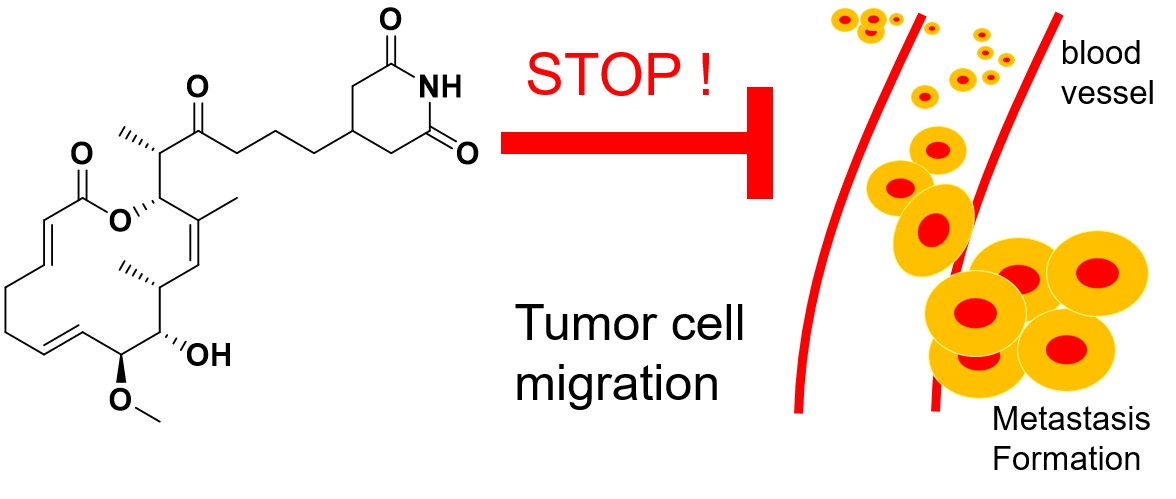 Migrastatin stop tumor cell micration