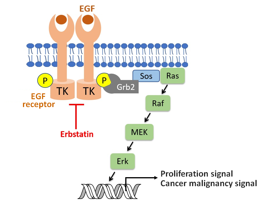 Mechanism of tyrosine kinase inhibitory activity by Erbstatin