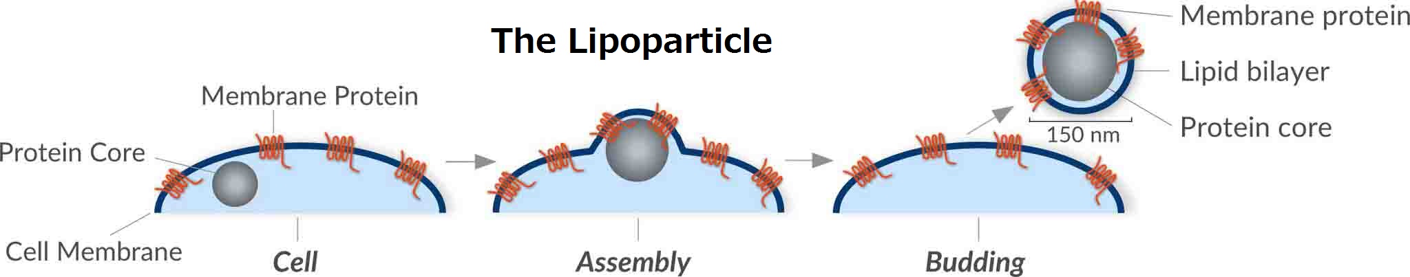 Lipoparticle