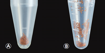 Comparison image of Arabidopsis seeds in tube